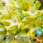 ITANSE イエライシャン 花苗 9cmポット 1個売り 花の苗 フラワーガーデン 寄せ植え 送料無料 イタンセ公式