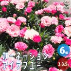 ITANSE カーネーション(ダイアンサス) アイラブユー 花苗 3〜3.5号ポット お買い得6個セット 花の苗 フラワーガーデン 寄せ植え 送料無料 イタンセ公式