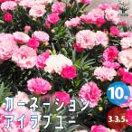 ITANSE カーネーション(ダイアンサス) アイラブユー 花苗 3〜3.5号ポット お買い得10個セット 花の苗 フラワーガーデン 寄せ植え 送料無料 イタンセ公式