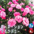 ITANSE カーネーション(ダイアンサス) アイラブユー 花苗 4号ポット 1個売り 花の苗 フラワーガーデン 寄せ植え 送料無料 イタンセ公式