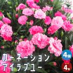 ITANSE カーネーション(ダイアンサス) アイラブユー 花苗 4号ポット 4個セット 花の苗 フラワーガーデン 寄せ植え 送料無料 イタンセ公式