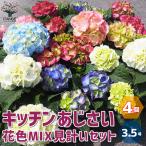 ITANSE キッチンアジサイ 底面給水鉢/花色ミックス見計い 花苗 3.5号 お買い得4個セット 花の苗 フラワーガーデン 寄せ植え 送料無料 イタンセ公式