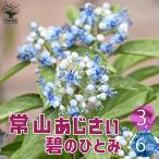 ITANSE 常山アジサイ 碧のひとみ 花苗 3号ポット/お買い得6個セット 花木 花木の苗 花の苗 アジサイ ジョウザンアジサイ 常緑アジサイ イタンセ公式