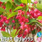 ITANSE 紅サラサ ドウダンツツジ 花苗 5号鉢/1個売り 花木苗 花木の苗 花木 苗 ドウダンツツジ サラサドウダン 紅更紗 躑躅 イタンセ公式