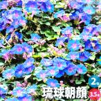 ITANSE 琉球朝顔 (リュウキュウアサガオ) 花苗 3.5号苗/お買い得2個セット 花 花苗 花の苗 リュウキュウアサガオ 野朝顔 宿根朝顔 アサガオ イタンセ公式