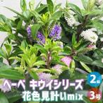 ITANSE へーべ キウイシリーズ カラフ