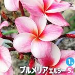 ITANSE плюмерия саженец товар вид : L si- цветок рассада 5 номер горшок /1 шт продажа Hanaki Hanaki. рассада цветок. рассада i язык se официальный 