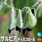 ITANSEサルビアディスコロール...