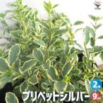 ITANSE プリベットシルバー シルバープリベット 花苗 9cmポット/お買い得2個セット 花…