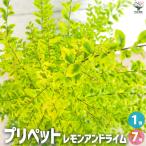 ITANSE プリペット レモンアンドライム 花苗 7号鉢/1個売り 花の苗 花木 庭木 地植え 鉢植え ガーデニング イタンセ公式