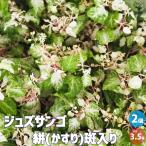 ITANSE ジュズサンゴ 絣(かすり) 斑入り 花苗 3.5号/お買い得2…