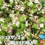 ITANSE ジュズサンゴ 絣(かすり) 斑入り 花苗 3.5号/お買い得12個セット 花木 花木苗 ガーデニング 鉢植え イタンセ公式