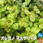 ITANSEオレガノマルゲリータ花...