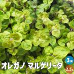 ITANSEオレガノマルゲリータ花...