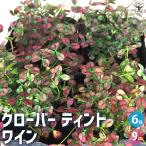 ITANSEクローバーティントワイ...