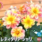 商品画像2