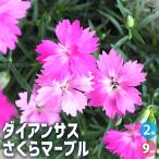 ITANSE ダイアンサス さくらマーブル 花苗 9cmポット/お買い得2個セット 花苗 花の苗 花 苗 ガーデニング イタンセ公式