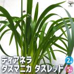 ITANSE ディアネラ タスマニカ タスレッド 花苗 5号ポット/お買い得…