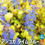 ITANSEアジュガレプタンス花苗...