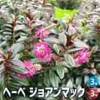 ITANSE ヘーベ ジョアンマック 花苗 3号ポット/お買い得3個セット …