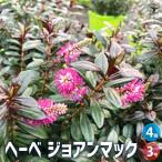 ITANSE ヘーベ ジョアンマック 花苗 3号ポット/お買い得4個セット …