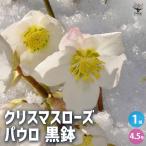 ITANSE クリスマスローズ パウロ 黒鉢 花苗 4.5号鉢/1個売り クリスマスローズ苗 キンボウゲ ヘレボルス 多花性 イタンセ公式