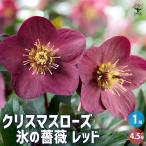 ITANSE クリスマスローズ 氷の薔薇 レッド 花苗 4.5号鉢/1個売り クリスマスローズ苗 キンボウゲ ヘレボルス 多花性 イタンセ公式