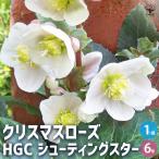 ITANSE クリスマスローズ HGCシューティングスター 花苗 6号鉢/1個売り クリスマスローズ苗 キンボウゲ ヘレボルス 多花性 イタンセ公式