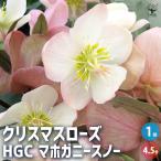 ITANSE クリスマスローズ HGCマホガニースノー 花苗 4.5号鉢/1個売り クリスマスローズ苗 キンボウゲ ヘレボルス 多花性イタンセ公式