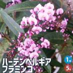 ITANSE ハーデンベルギア フラミンゴ 花木苗 5号/1個売り オースト…
