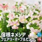 ITANSE宿根ネメシアフェアリー...