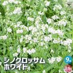 ITANSE シノグロッサム ホワイト 花苗 3.5号ポット/お買い得9個セ…