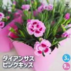 ITANSE ダイアンサス ピンクキッス 花苗 9cmポット/お買い得3個セット 花苗 花の苗 花 苗 ガーデニング