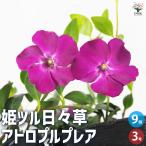 ITANSE姫ツル日々草アトロプル...