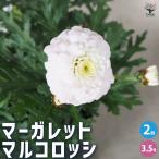 ITANSE マーガレット マルコロッシ 花苗 3.5号ポット/