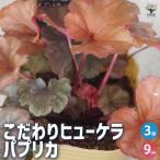 ITANSEこだわりヒューケラパプ...