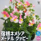 ITANSE宿根ネメシアメーテルグ...