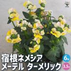 ITANSE宿根ネメシアメーテルタ...