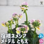 ITANSE宿根ネメシアメーテルと...