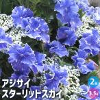 アジサイ スターリットスカイ 花木苗 3.5号ポット/お買い得2個セット あじさい苗 アジサイ苗 アジサイの苗 紫陽花