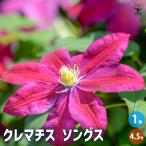 ITANSE クレマチス ソングス 花木苗 4.5号鉢/1個売り 花木 風車 カザグルマ 鉄線 テッセン