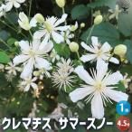 ITANSE クレマチス サマースノー 花木苗 4.5号鉢/1個売り 花木 風車 カザグルマ 鉄線 テッセン