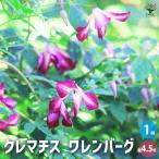 ITANSE クレマチス ワレンバーグ(ワーレンブルグ) 花木苗 4.5号鉢/1個売り 花木 風車 カザグルマ 鉄線 テッセン