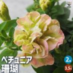 ITANSEペチュニア珊瑚花苗3....