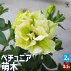 ITANSEペチュニア萌木花苗3....