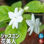 ITANSE ジャスミン 花美人 花木苗 9cm�