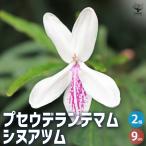 ITANSE プセウデランテマム シヌアツム 花木苗 9cmポット/お買い得…