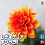 ITANSEレディダリアアジャラ花...
