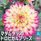 商品画像2