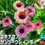ITANSE エキナセア サンシークレインボー 花苗 4.5号ポット/お買い得2個セット 花の苗 紫馬簾菊 ムラサキバレンギク